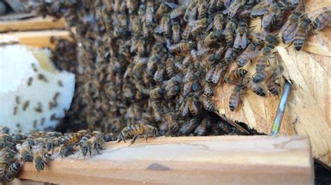 lv bees|beehive removal las vegas.